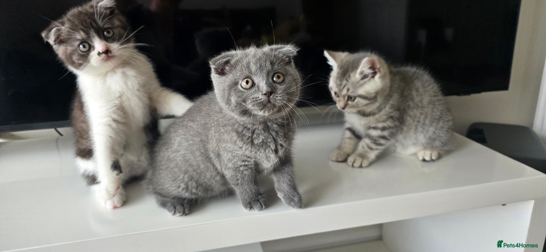 Scottish Fold cats for sale: Scottish fold kittens  - Image 10