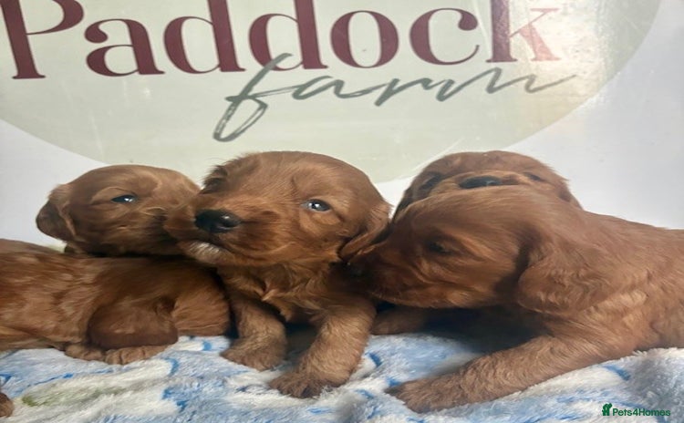 Cockapoo dogs - Advert 1