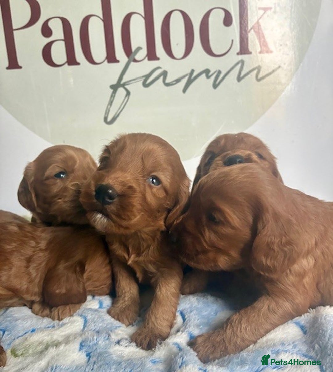 Cockapoo dogs for sale: 🌟 Quality F1 Cockapoo puppies 🌟 - Image 1