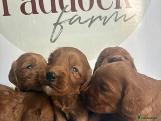 Cockapoo dogs - Advert 6