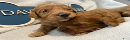Cavapoo dogs for sale: Stunning F1B health tested Cavapoo’s  - Advert 5