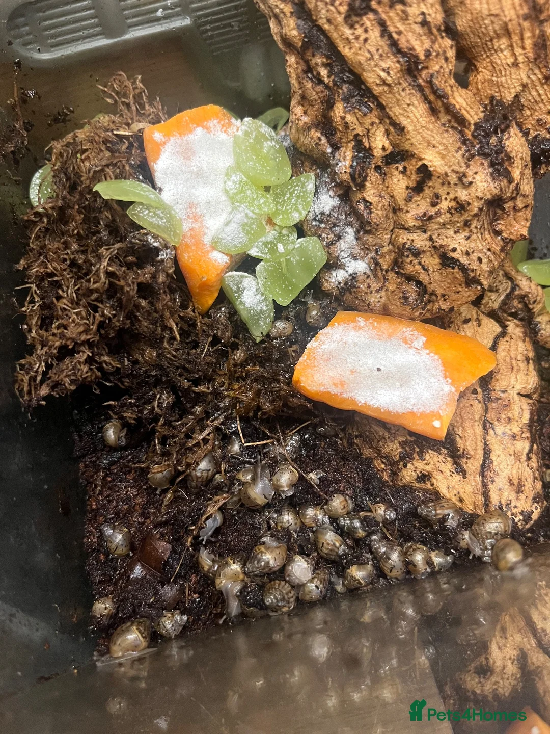 Snails invertebrates for sale: Giant African Land Snail Babies in Plymouth - Advert 5