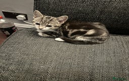 Mixed Breed cats for sale: Kittens for sale - Image 10