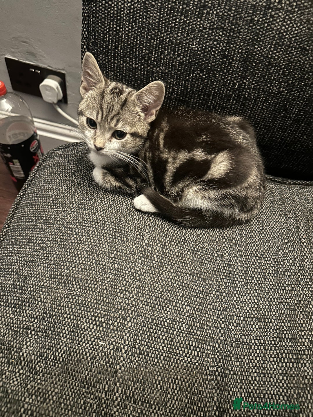 Mixed Breed cats for sale: Kittens for sale - Image 10