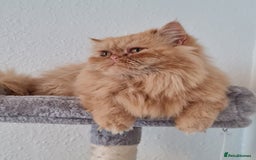Persian cats for stud: Persian stud service  - Image 10
