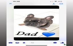 French Bulldog dogs for sale: French bulldogs  - Image 6