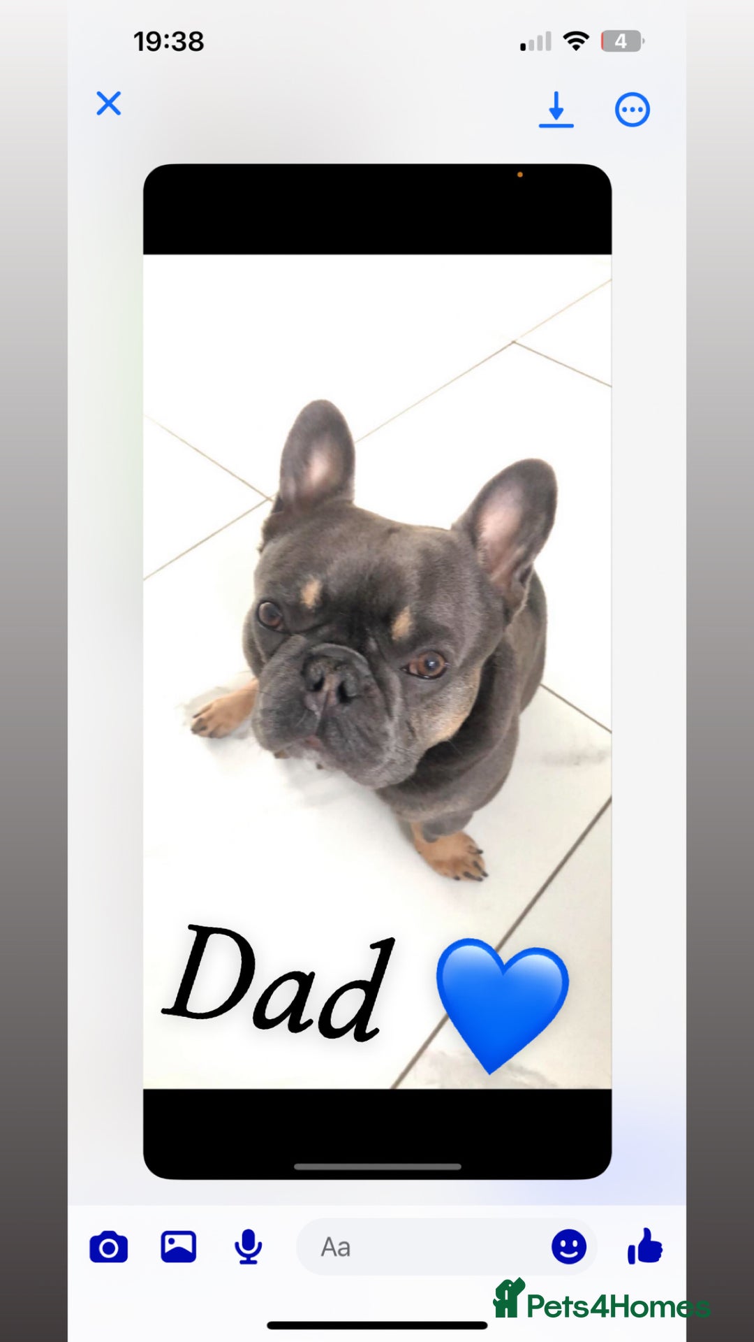 French Bulldog dogs for sale: French bulldogs  - Image 6