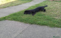 Mixed Breed dogs for sale: Caucasian shepherd cross in Hartlepool - Image 6