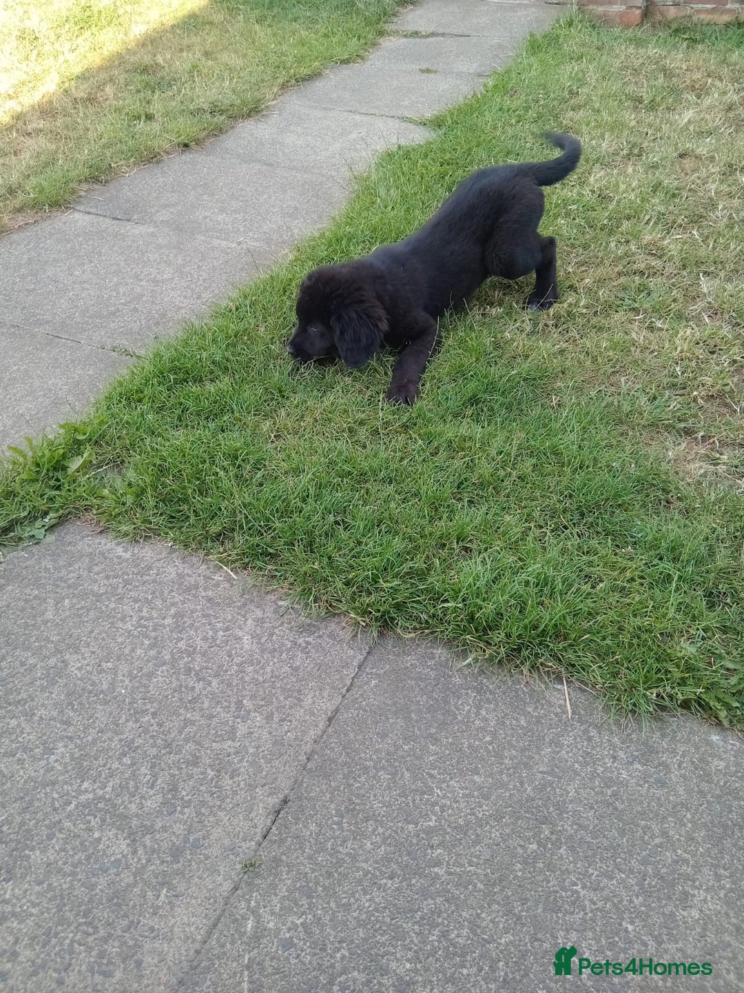 Mixed Breed dogs for sale: Caucasian shepherd cross in Hartlepool - Image 6