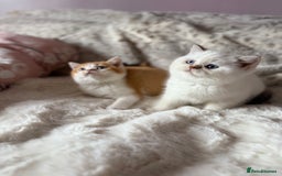 British Shorthair cats for sale: Quality British Shorthair kittens  - Image 5