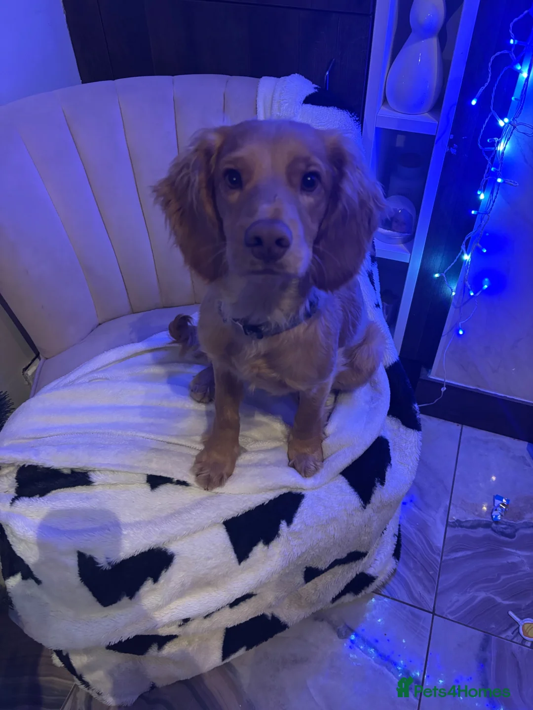Cockapoo dogs for sale: 1 year old F2 cockerpoo - Advert 7