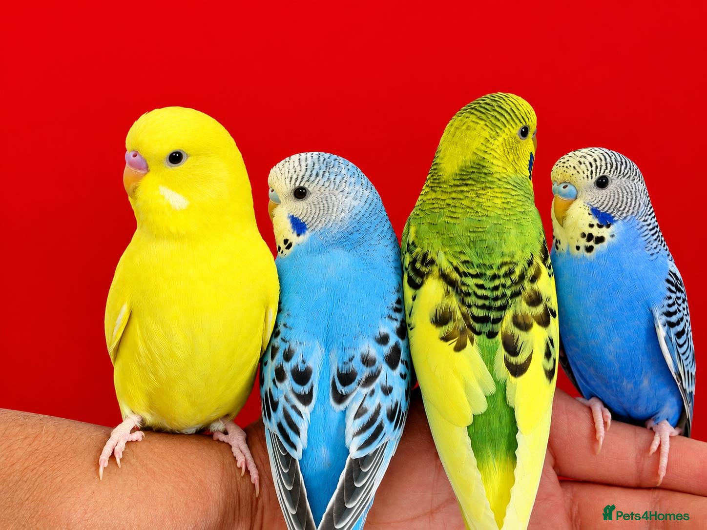 Budgerigars birds Super silly hand tamed baby budgie - Advert 8