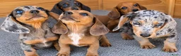 Dachshund dogs for sale: Healthy Dachshunds - Advert 12
