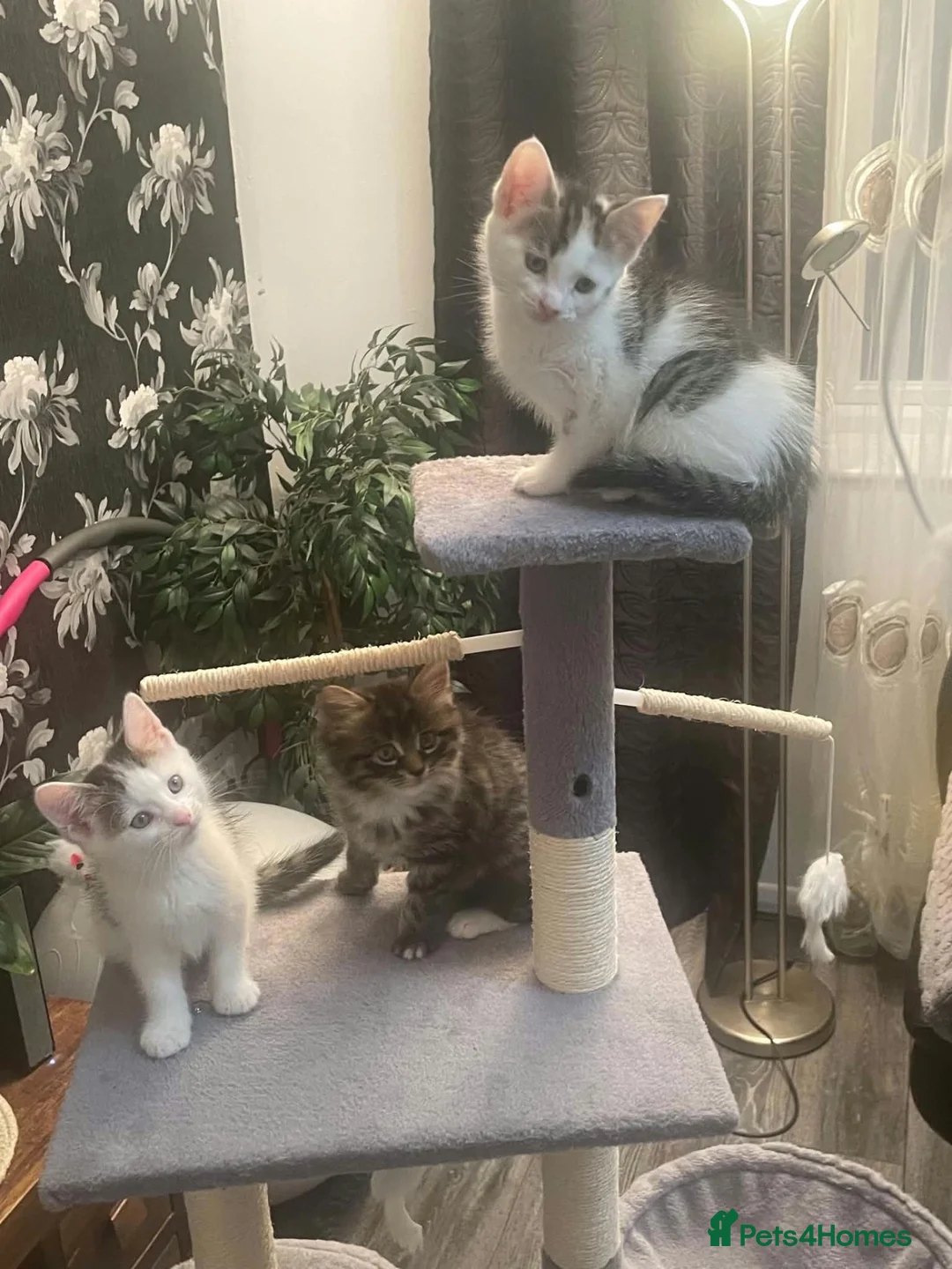 Mixed Breed cats for sale: 3 Kittens Looking For A Loving Home - Advert 12