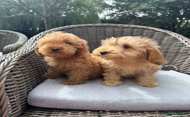 Cockapoo dogs in Bishop's Stortford - Advert 1