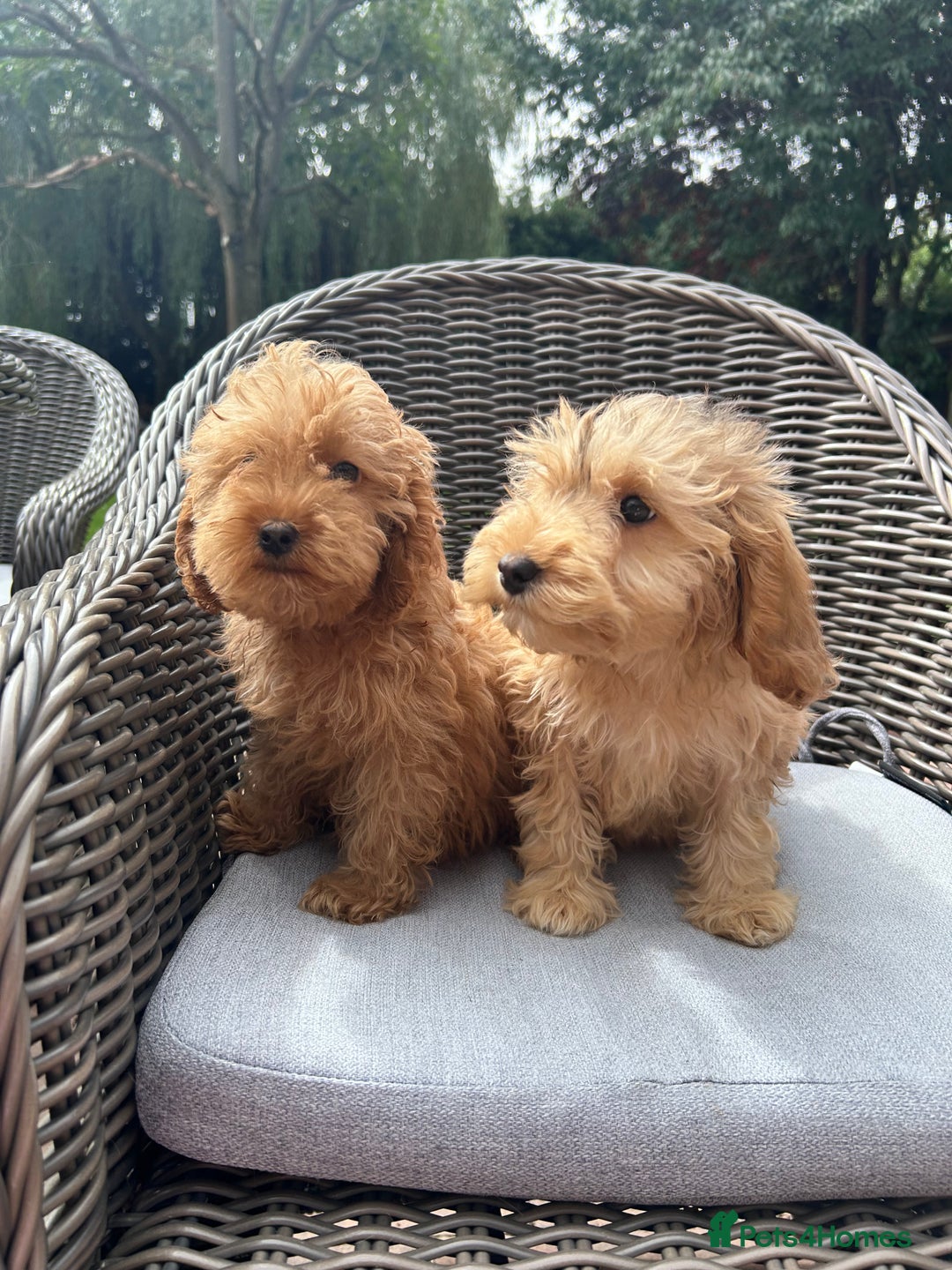 Cockapoo dogs for sale: F1 cocapoos ready to leave in Bishop's Stortford - Image 1