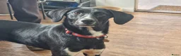 Mixed Breed dogs for adoption: NORA FOR ADOPTION IN CORNWALL/DEVON - Advert 15
