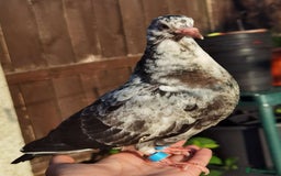 Pigeons birds for sale: Pigeons [Semi Hand-Raised] - Fancy & Racing Breeds - Image 5