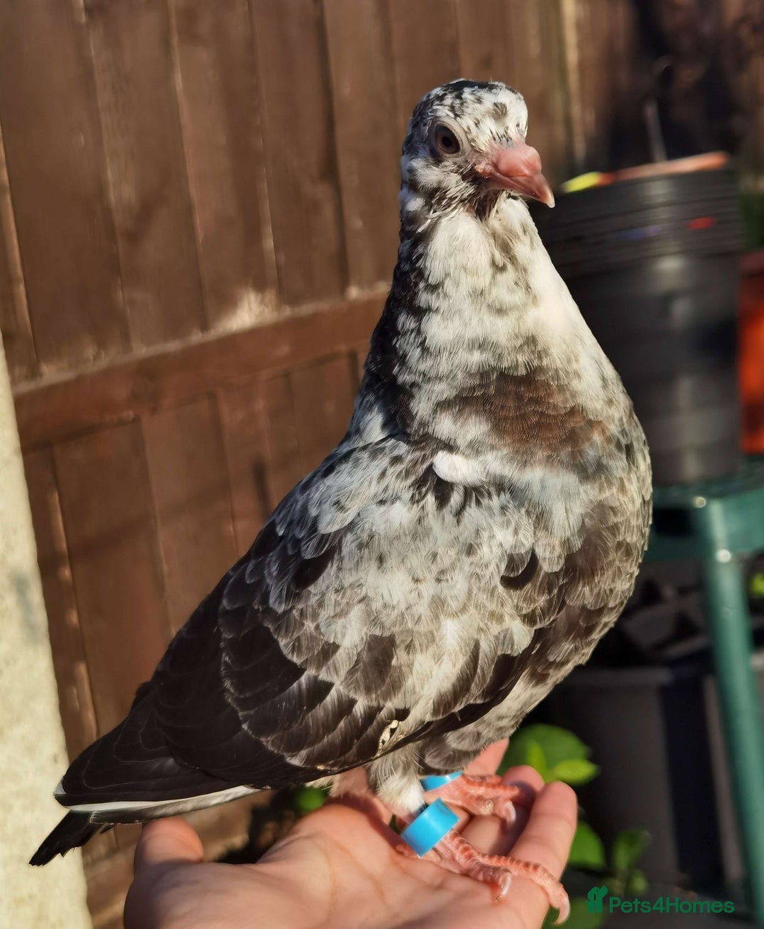 Pigeons birds for sale: Pigeons [Semi Hand-Raised] - Fancy & Racing Breeds - Image 5