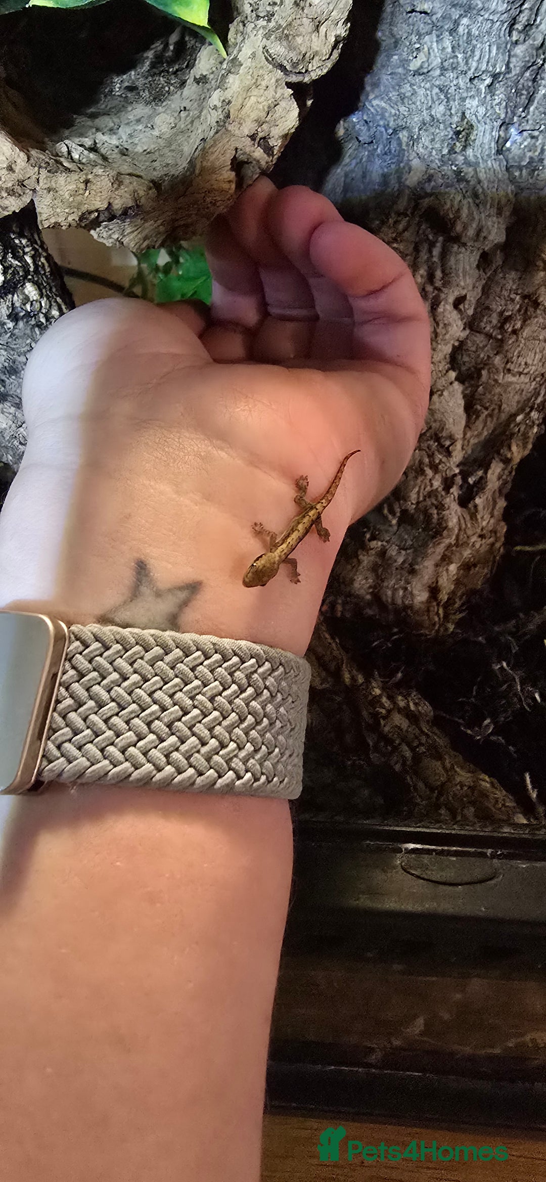 Gecko reptiles for sale: Baby Mourning Geckos for sale - Advert 1