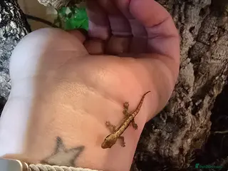 Gecko reptiles Baby Mourning Geckos for sale - Advert 8