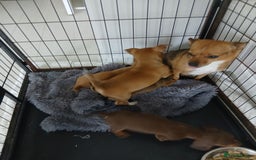 Chihuahua dogs for sale: Ready now 3 chihuahua boys looking for their home - Image 9