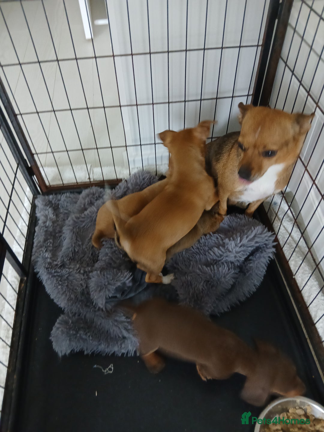 Chihuahua dogs for sale: Ready now 3 chihuahua boys looking for their home - Image 9
