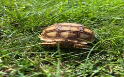 Tortoise reptiles for sale: Sulcata Hatchlings  - Image 7