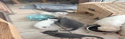 Scottish Fold cats for sale: Scottish fold kittens  - Advert 2