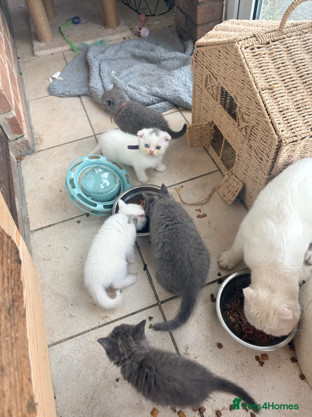 Scottish Fold cats for sale: Scottish fold kittens  - Advert 2