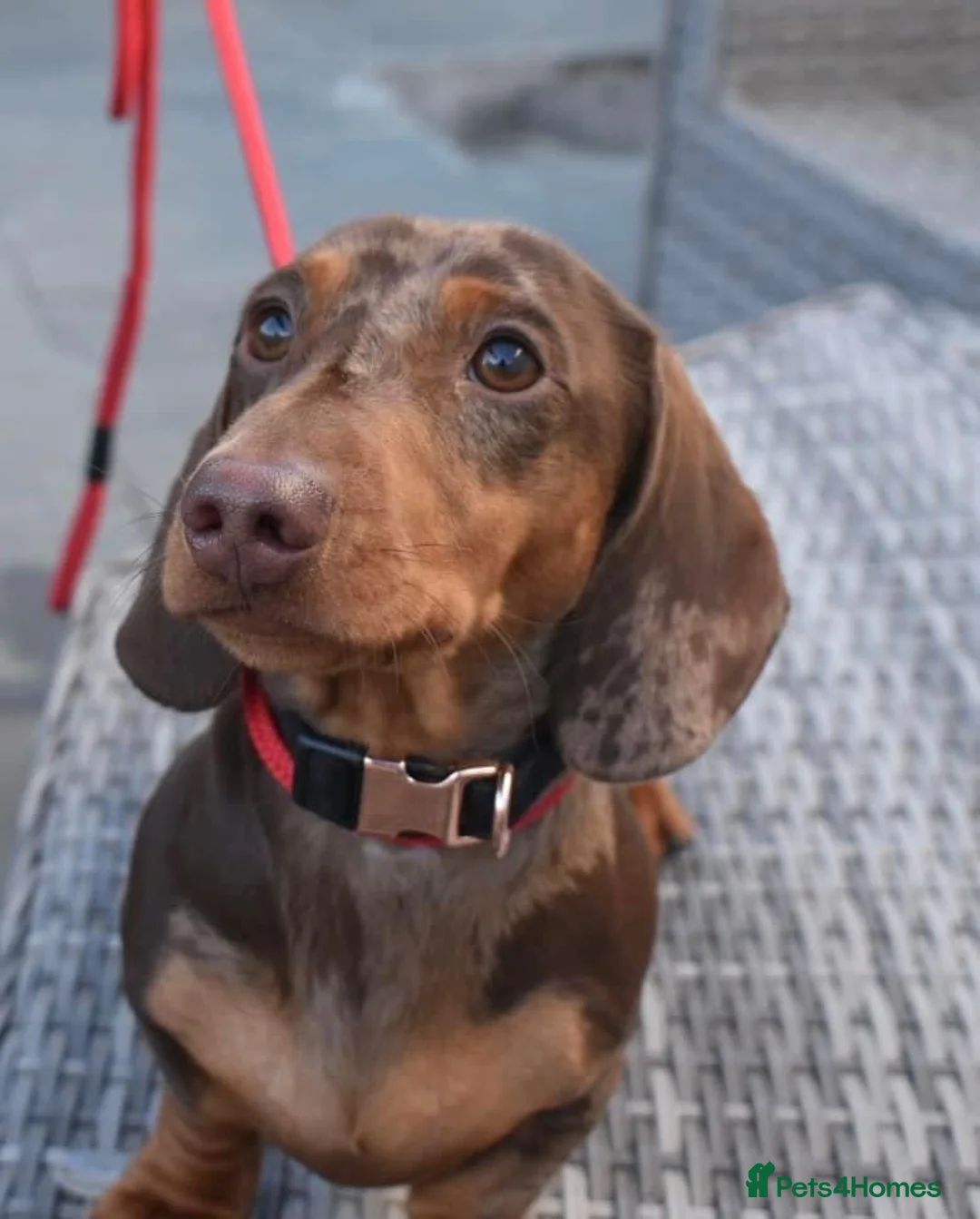 Miniature Dachshund dogs for stud: SLICE - Super Chocolate Dapple Miniature Stud in Dalry - Advert 31