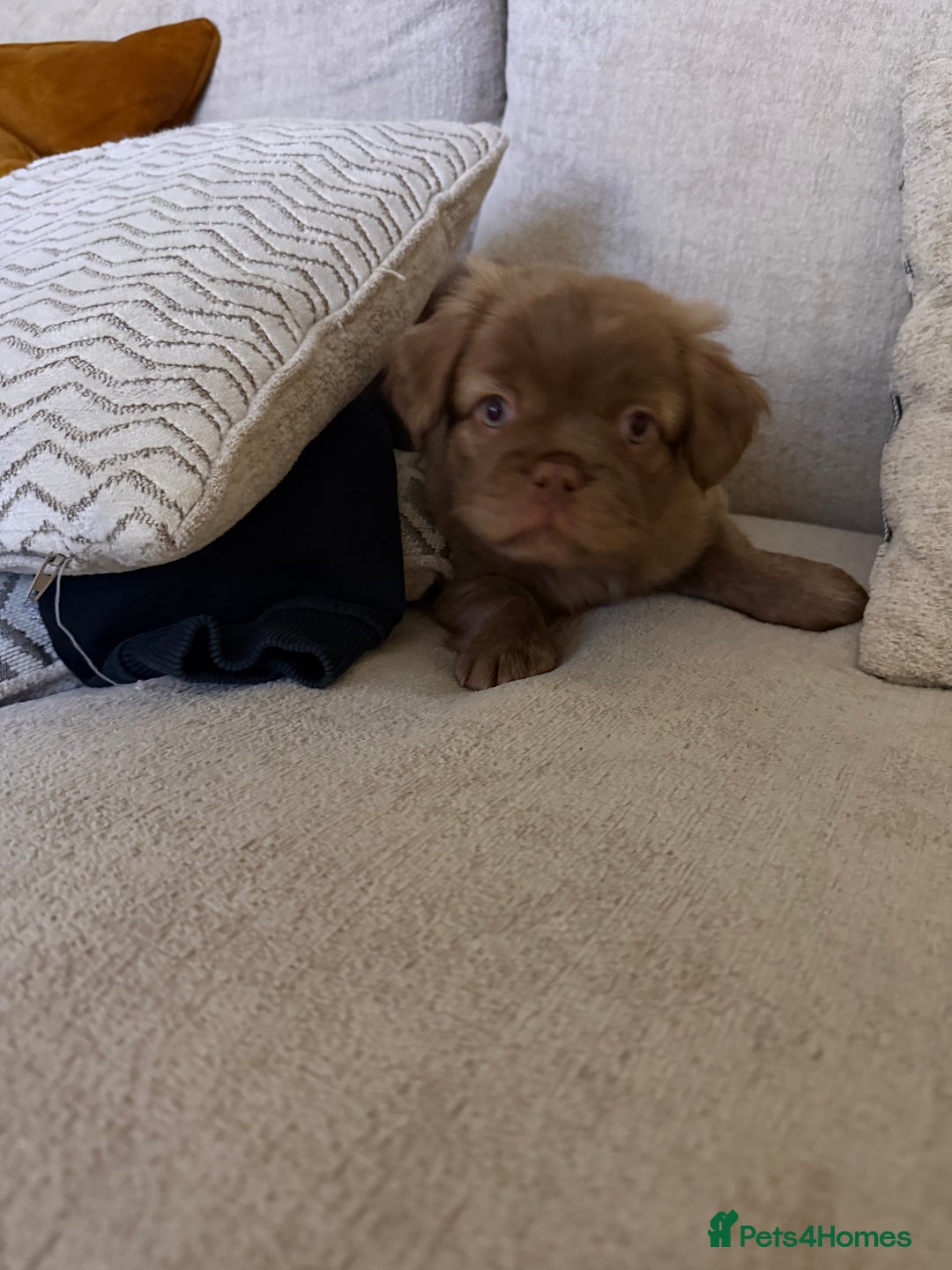 French Bulldog dogs for sale: Fluffy frenchbulldogs for sale  - Advert 8