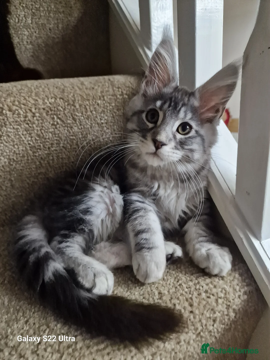 Maine Coon cats for sale:  Kittens – Licensed Fenikscoon Cattery (UK) 🐾 - Advert 16