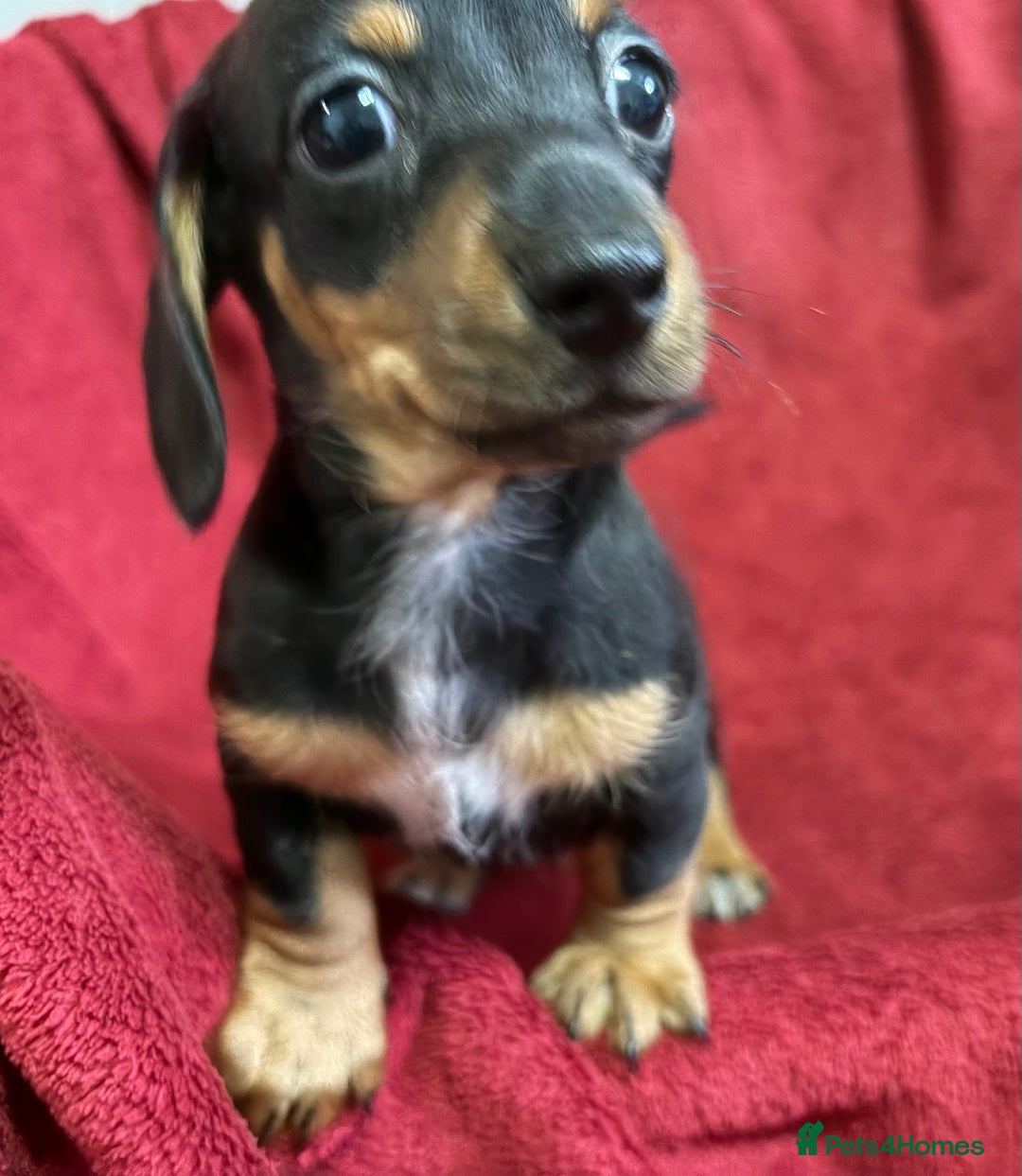 Miniature Dachshund dogs for sale: Stunning Miniature Dachshund Boys 💙 - Advert 33