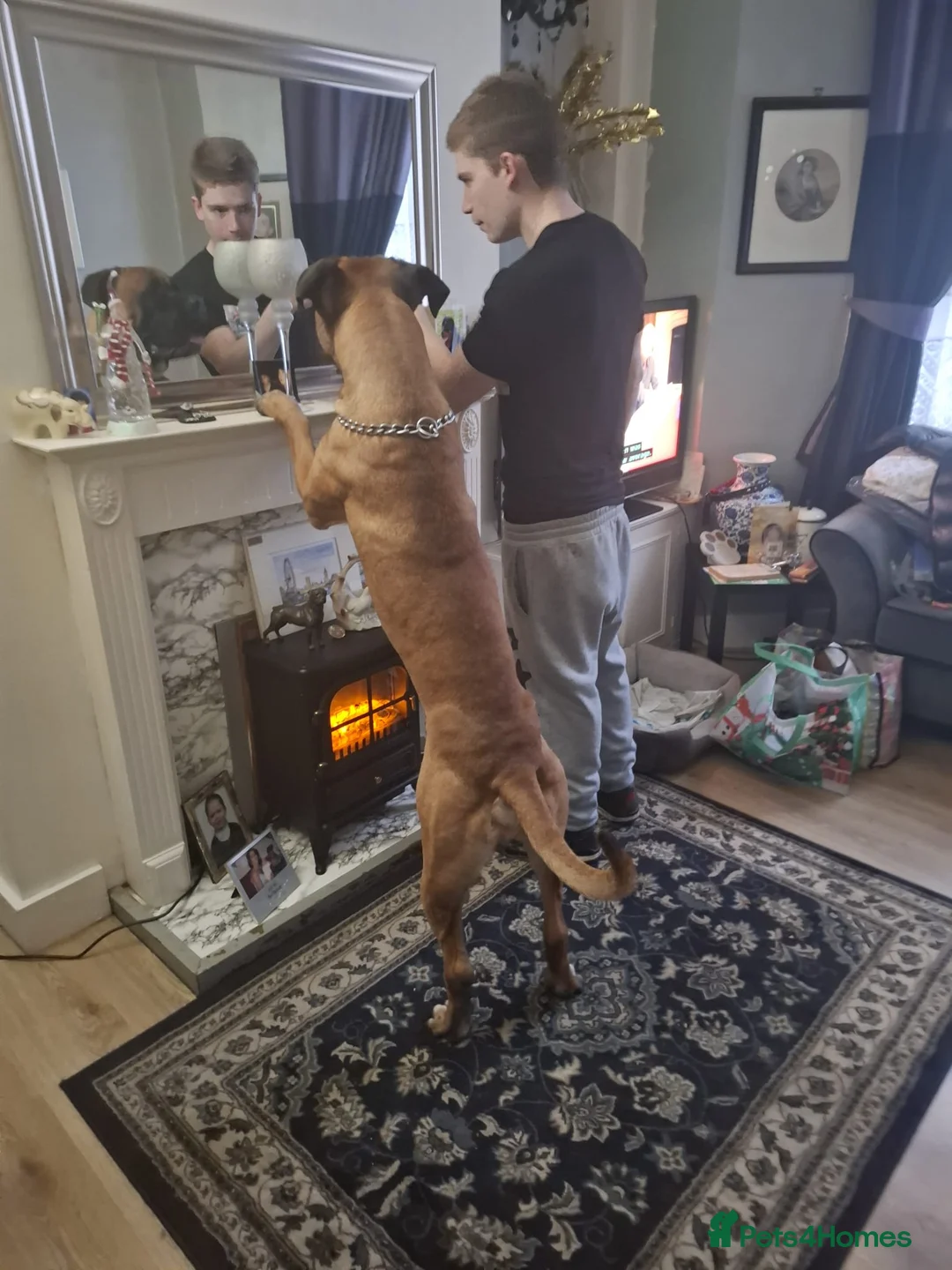 Cane Corso dogs for stud: M cane corso available for stud in London - Advert 9