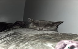 British Shorthair cats for sale: Gorgeous british shorthair 11 week old boy - Image 11