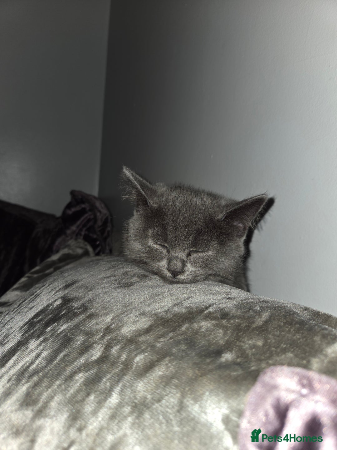British Shorthair cats for sale: Gorgeous british shorthair 11 week old boy - Image 11