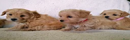 Maltipoo dogs for sale: Miniature Maltipoo Puppies - Advert 17
