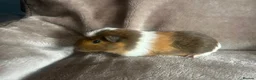 Guinea Pig rodents for sale: Baby boy for sale  in Grimsby - Advert 1