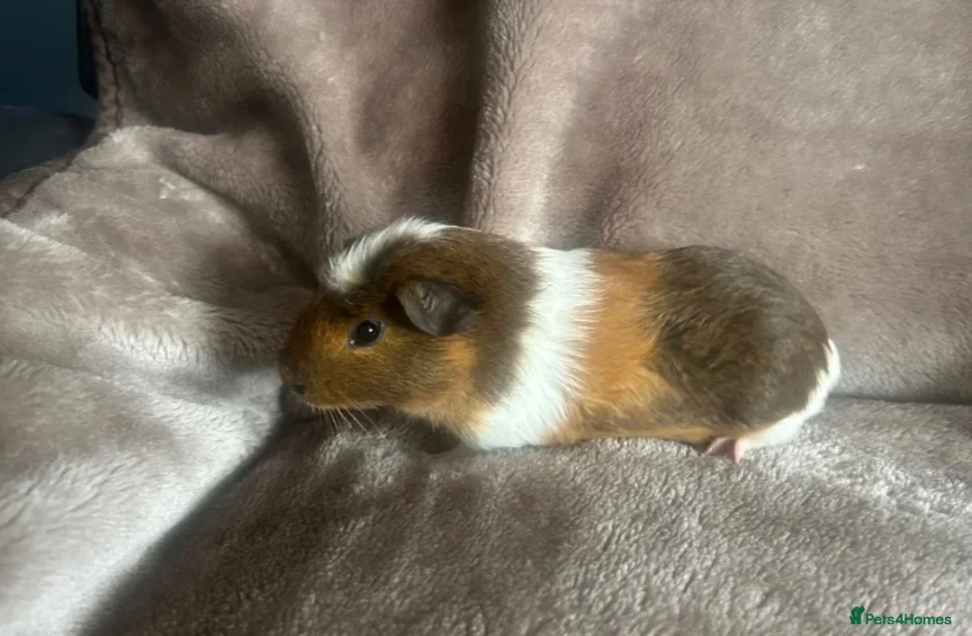 Guinea Pig rodents for sale: Baby boy for sale  in Grimsby - Advert 1