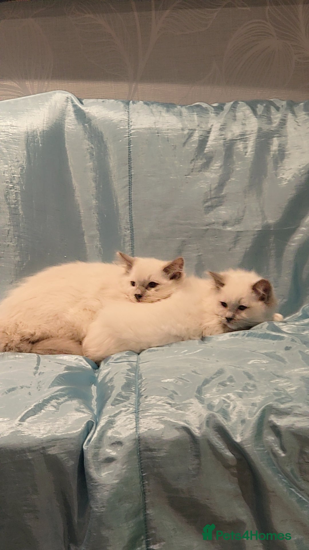Ragdoll cats for sale: Older kittens  - Advert 2