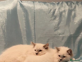 Ragdoll cats Older kittens - Advert 17