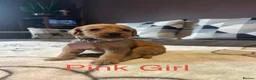 Labradoodle dogs for sale: Labradoodle Fox Red❤️❤️❤️ - Advert 34