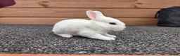 Rex rabbits for sale: Cute litter of Mini Rex baby bunnies - Advert 7