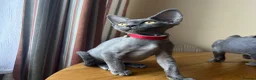 Devon Rex cats for sale: Solid blue pedigree kittens available  - Advert 11