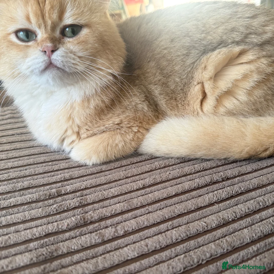 British Shorthair cats for sale: 5 Chocholate golden British shorthair kittens 🐱  - Advert 19