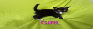 Mixed Breed Kitten 4
