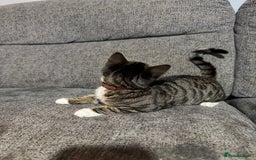 Mixed Breed cats for sale: Not £50 read description   - Image 3