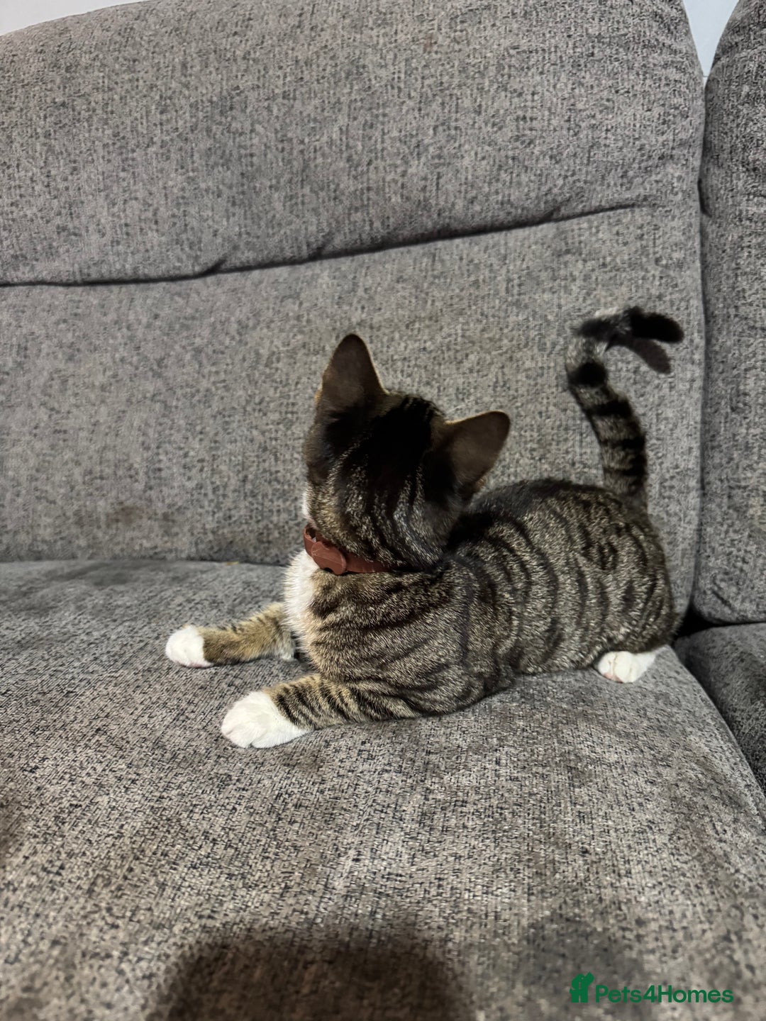Mixed Breed cats for sale: Not £50 read description   - Image 3