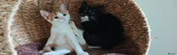 Mixed Breed cats for sale: Ginger-and-white boys and one Clico girl - Advert 37
